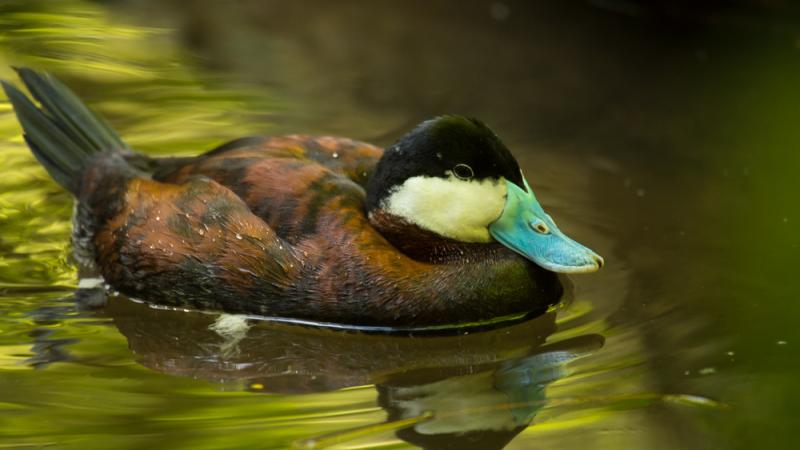 A ruddy duck swimming atop water.