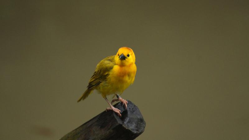 A Taveta golden weaver perched on the end of tree branch.