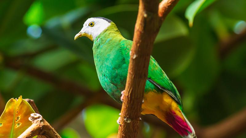 A black-naped fruit dove perched on a tree limb.