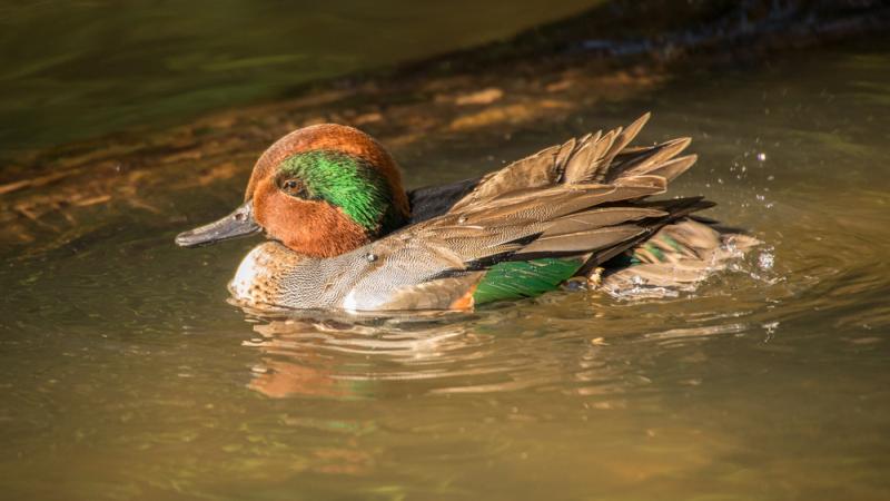 A green-winged teal swimming atop water.