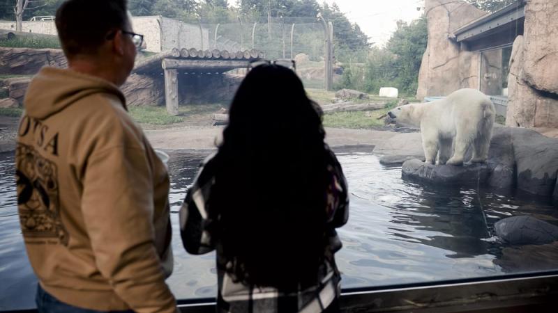 couple viewing polar bear