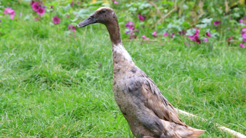 An Indian runner duck standing on grass near flowers.