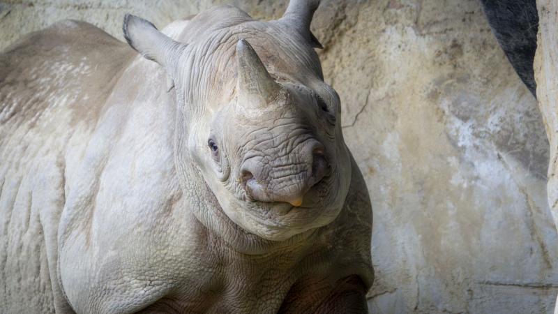 Rhinoceros Tamu looks at the camera 