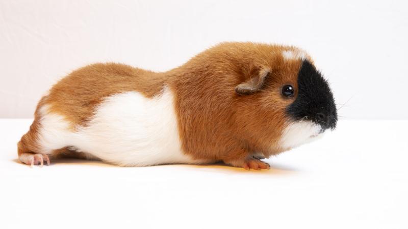 A Guinea pig lying on the ground.