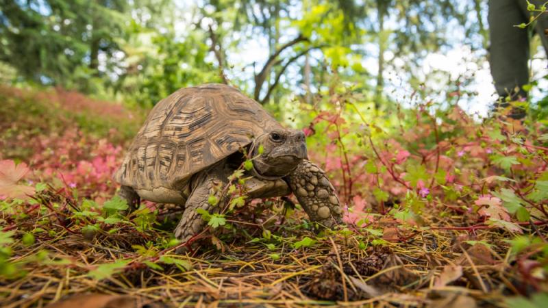A leopard tortoise walking on the forest floor.