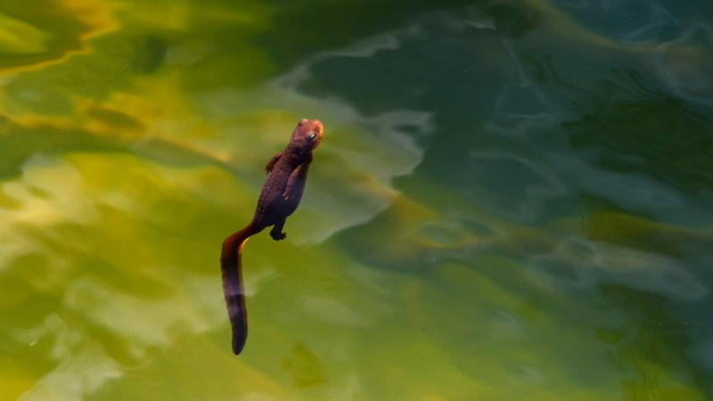 A roughskin newt floating in water.