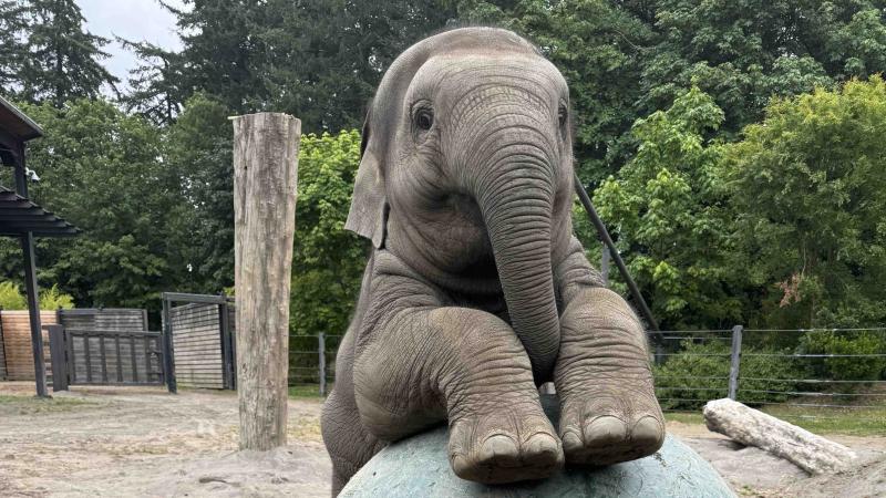 Elephant calf on a big ball 