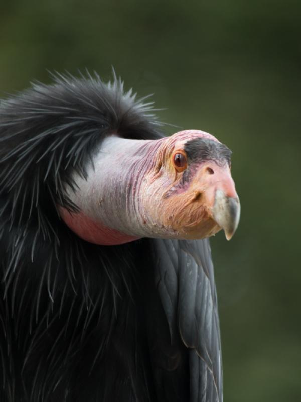 A California condor perches in the Oregon Zoo's Condors of the Columbia habitat.