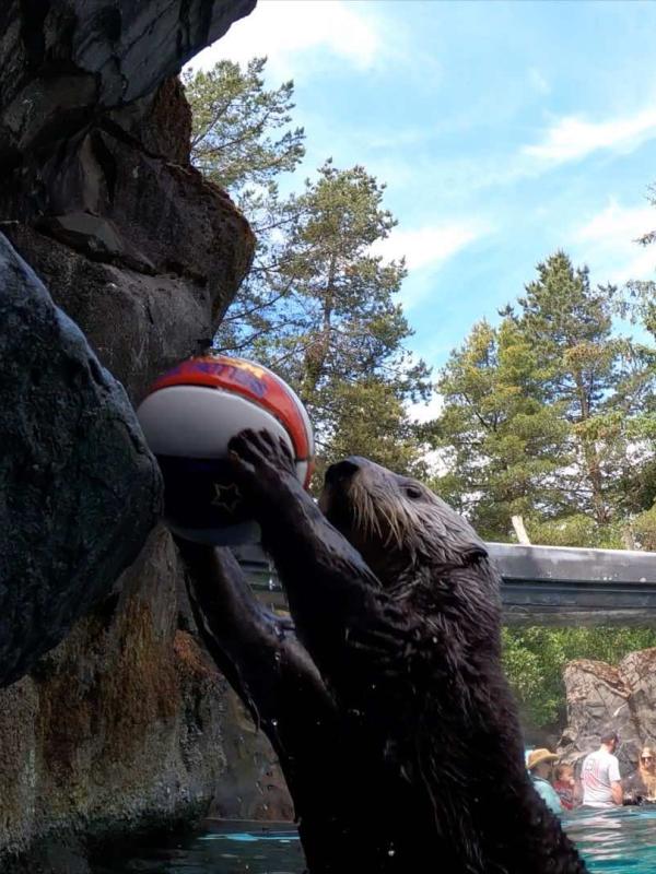 Sea otter Juno holds a basketball up to a stone hoop