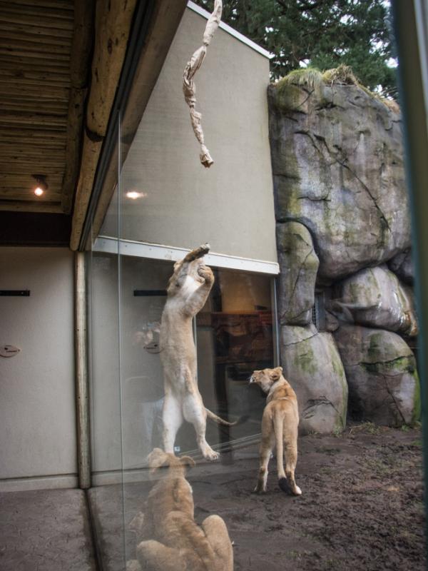 Lions play with a giant cat toy at the Oregon Zoo.