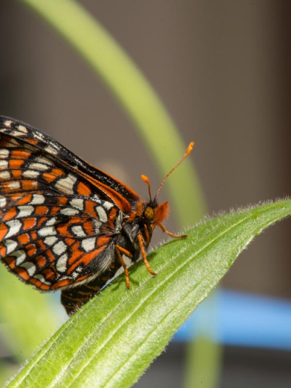 Adult female checkerspot butterfly in the Butterfly Lab. 