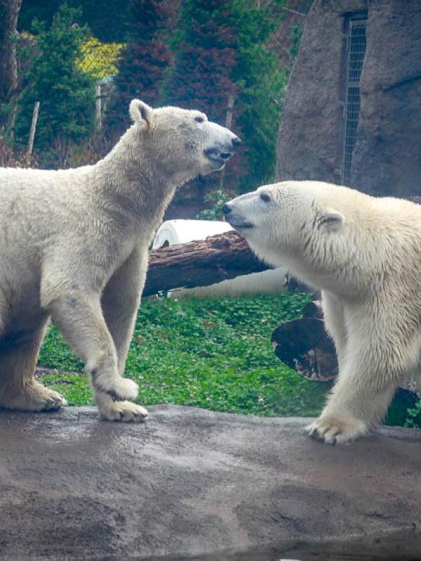 Polar bears Nora and Amelia Gray face each other looking playful