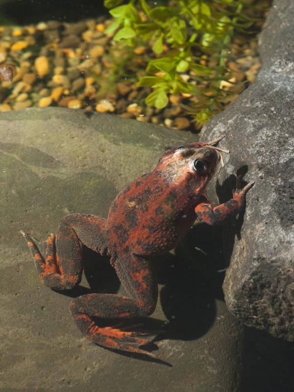 Oregon spotted frog, Captain Kirk, on exhibit at the Cascade Stream and Pond building at the Oregon Zoo.