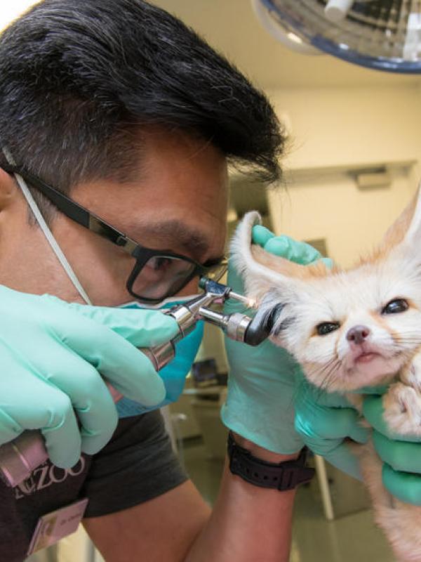Dr. Carlos Sanchez examins a fennec fox in the Oregon Zoo's Veterinary Medical Center