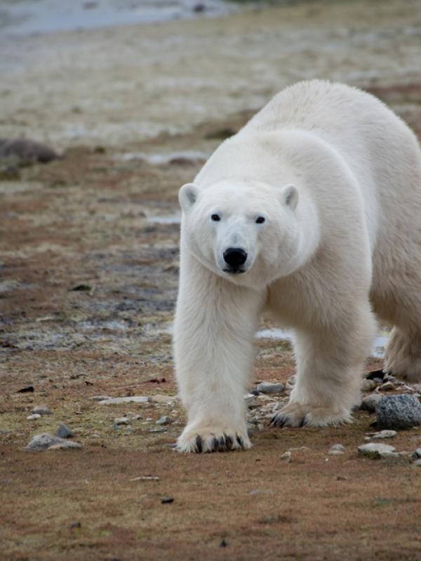 A polar bear travels across the tundra in Churchill, Manitoba.