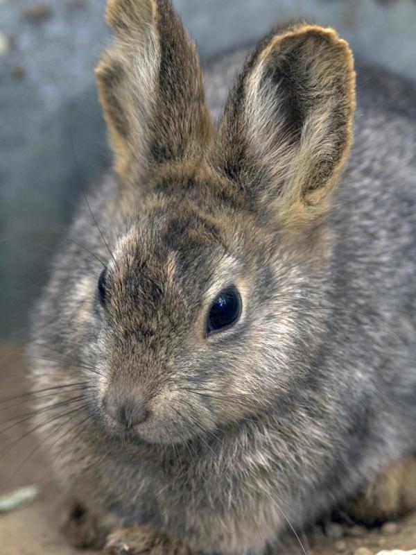 A pygmy rabbit named "Mossy" pauses in her enclosure at the Oregon Zoo's Pygmy Rabbit Breeding Facility.