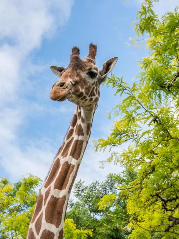 giraffe with head above trees