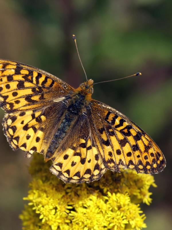 An Oregon Silver-Spot butterfly has landed on a yellow flower. Its wings and antennae are yellow-orange with black spots. 