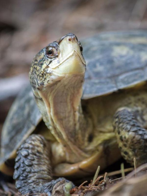 western pond turtle