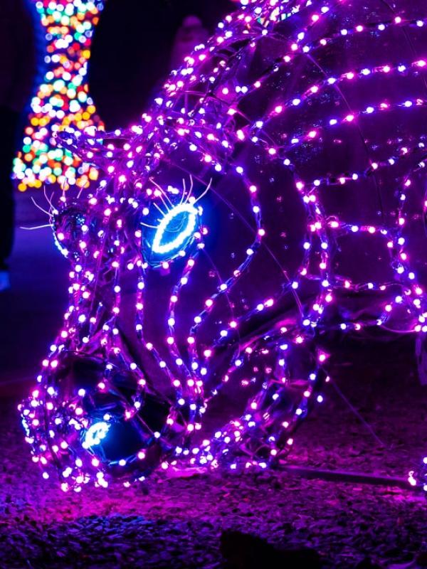 child looking at hippo light sculpture at zoo lights