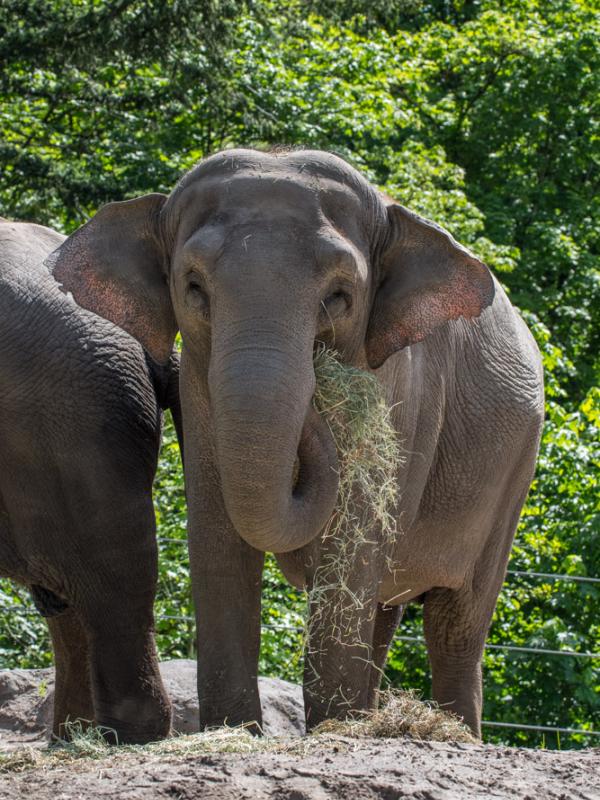 Elephant Rose-Tu stands outside eating hay