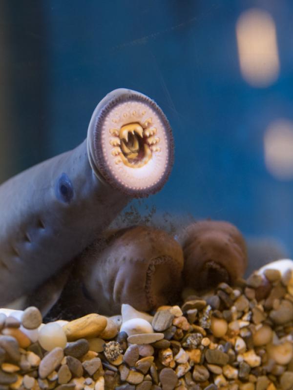 A pacific lamprey suctioned to the glass 