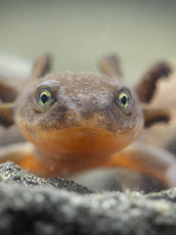 A Mazama newt, facing forward, looking straight ahead.