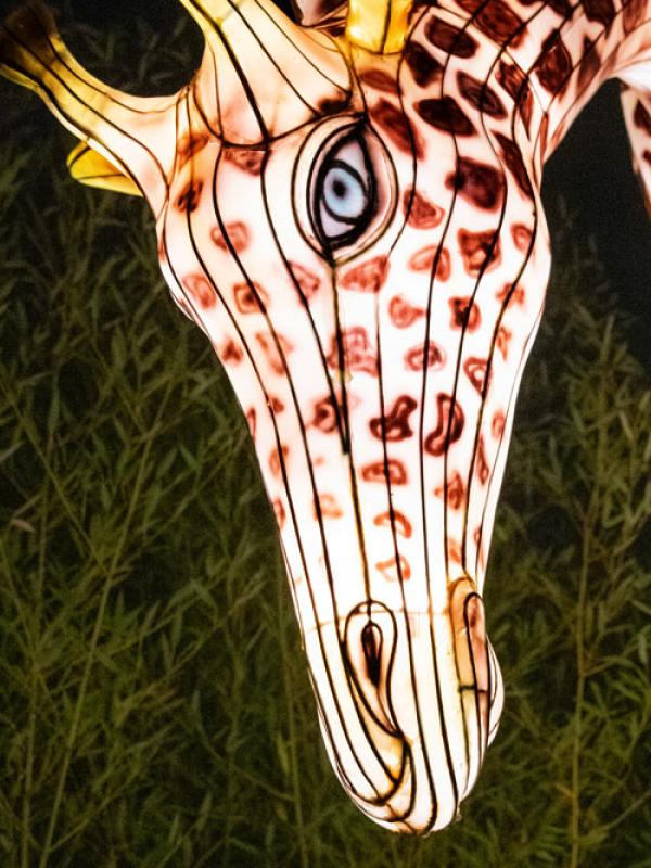 giraffe lantern at ZooLights