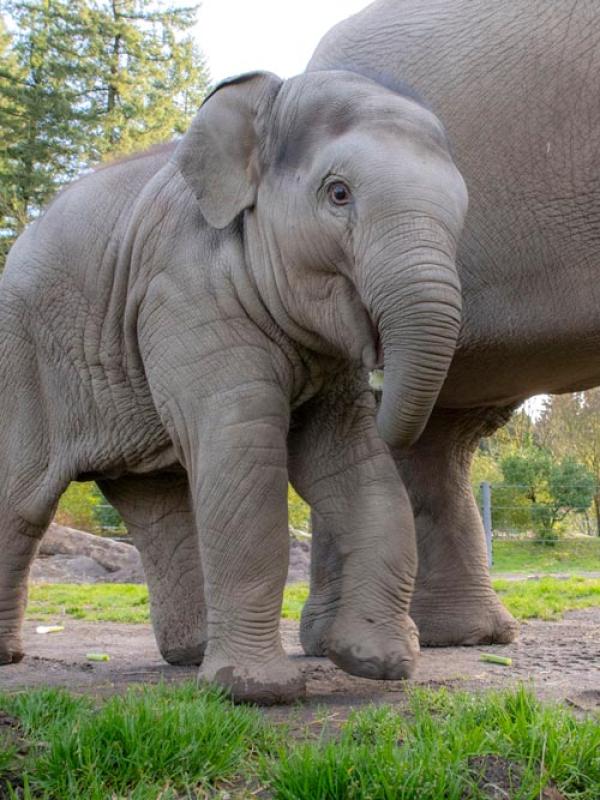Baby elephant Tula-Tu with mother Rose-Tu in background