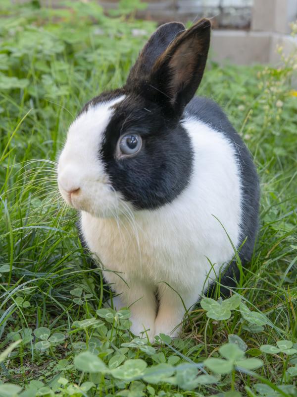A black and white rabbit sits in the grass. 