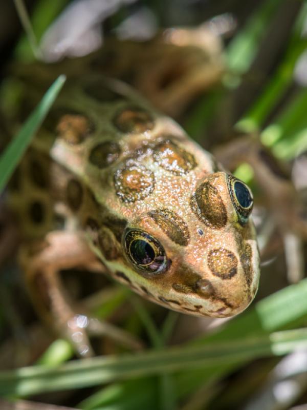 frog