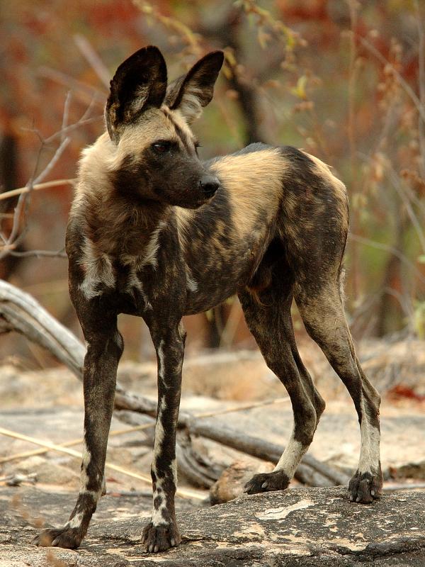 An African wild dog standing on a rocky surface.