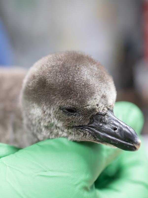 fuzzy penguin chick in green gloved hands