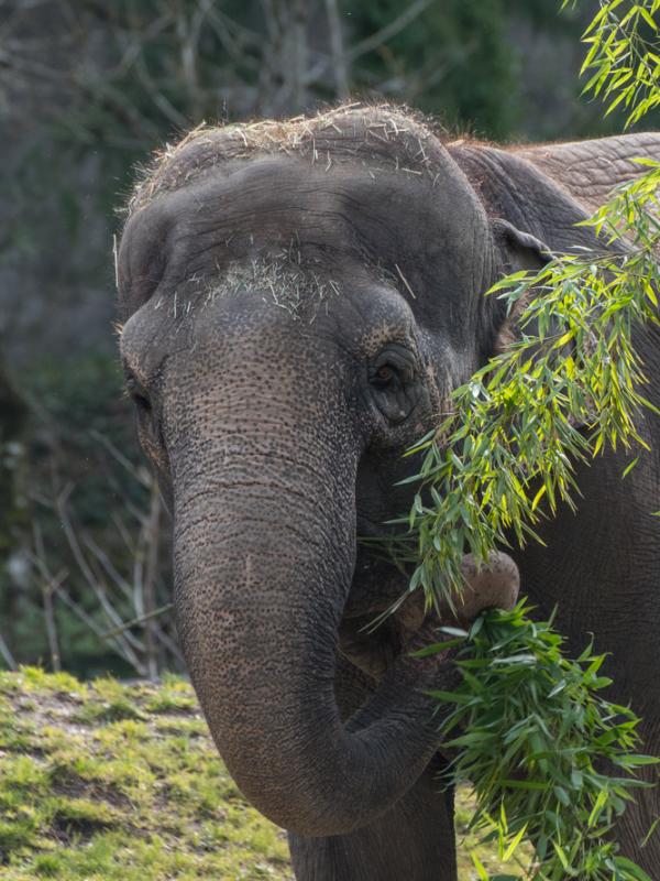 An Asian elephant eating bamboo.