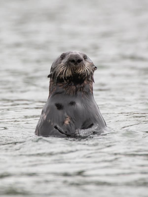 A sea otter popping out of the water.