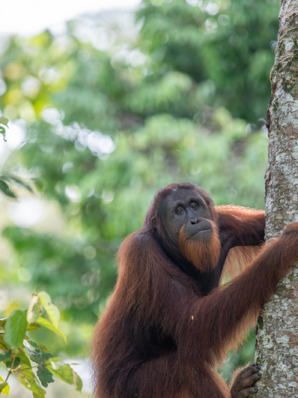A Bornean orangutan climbs in trees in Sabah.