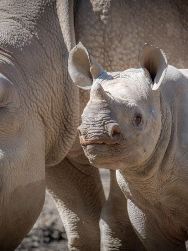 Four month-old black rhino calf Tamu with his mother Jozi at Rhino Ridge.
