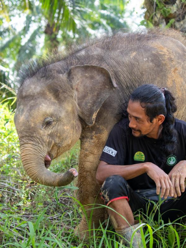 Rescued Borneo elephant calf Agathis plays with her caretaker Rasimon at Borneo Elephant Sanctuary in Sabah
