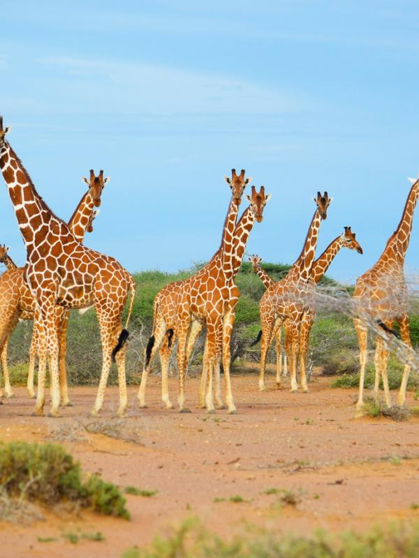 A group of giraffes in Kenya.