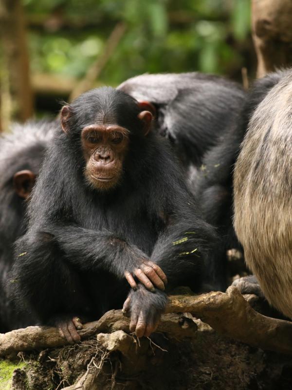 Chimpanzees forage in in Uganda's Kibale National Park