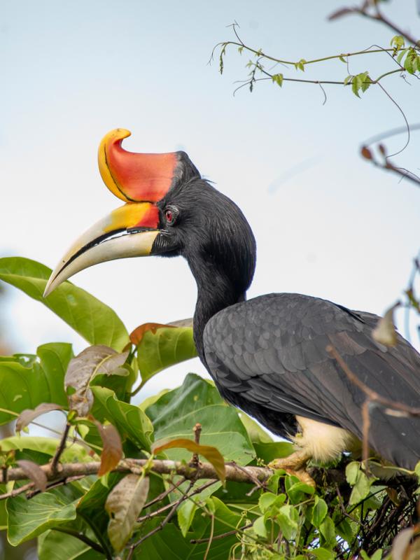 A male rhinoceros hornbill perches along the Kinabatangan River in Sabah, Malaysian Borneo.