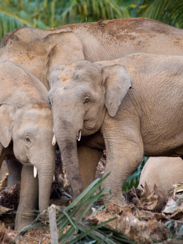 A herd of female and young Borneo elephants eat chipped palms in a plantation.