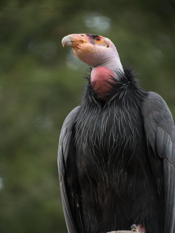 A perched condor looks into the distance.