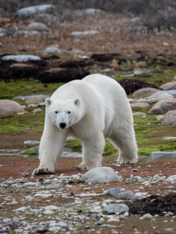 A polar bear walking in a natural landscape.