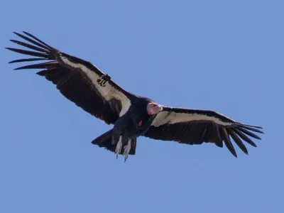 A California condor flies over Pinnacles National Park. 