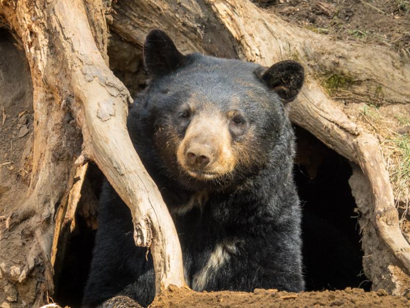 Black bear Takoda in a self-made den in Black Bear Ridge.