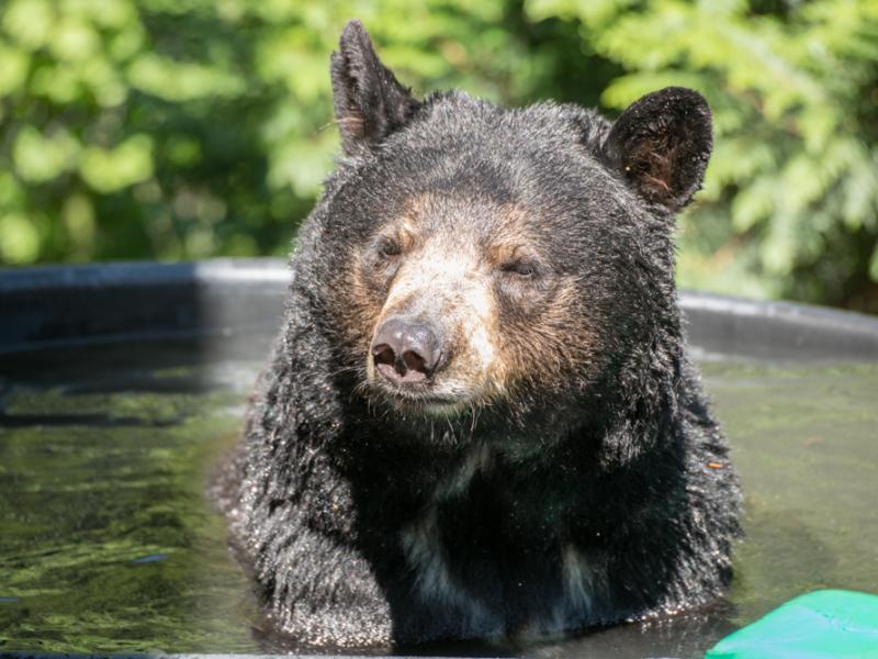Rescued black bear Takoda enjoys a soak in the tub at the Oregon Zoo.