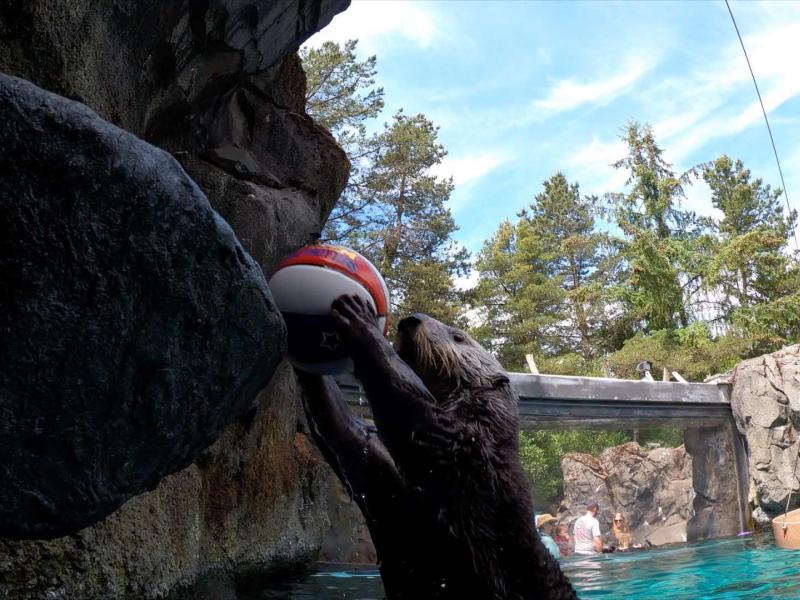 Sea otter Juno holds a basketball up to a stone hoop