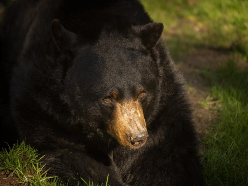 American black bear Dale at the Oregon Zoo.