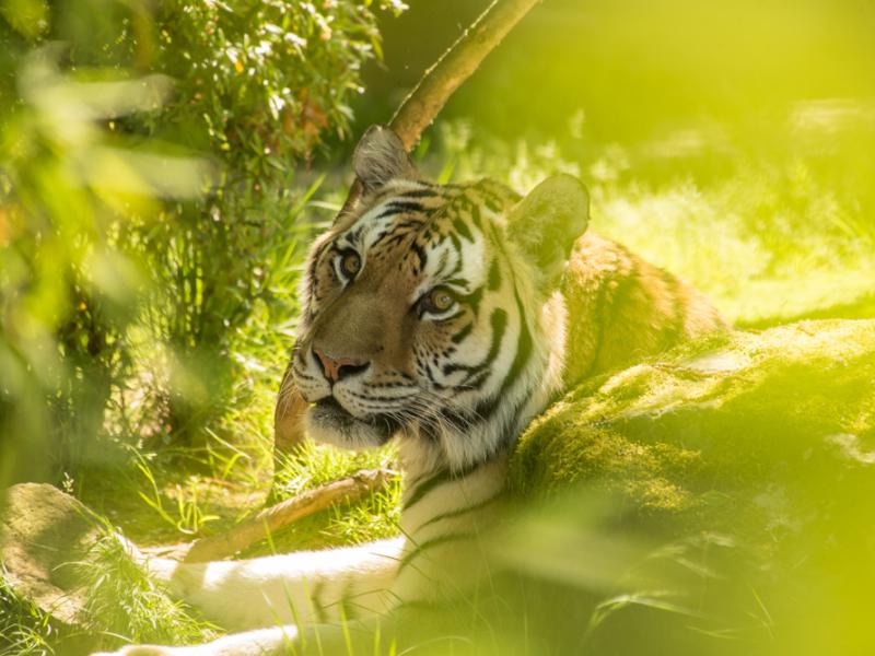 Tiger sits in foliage. 